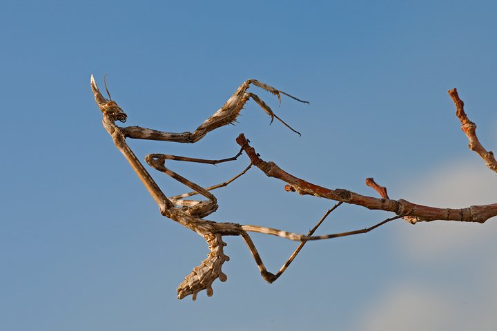 Empusa pennata, Conehead mantis, Mantis palo, Prov. di Piacenza