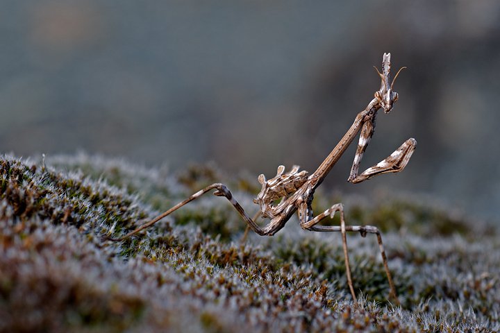 Empusa pennata, Conehead mantis, Mantis palo, Prov. di Piacenza
