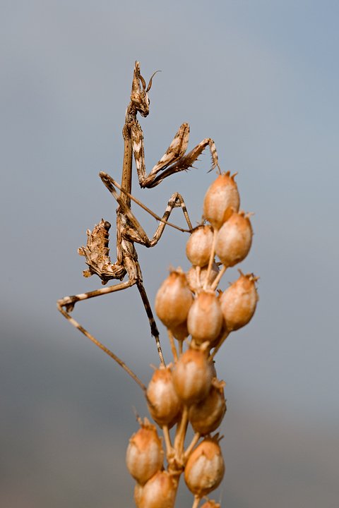Empusa pennata, Conehead mantis, Mantis palo, Prov. di Piacenza