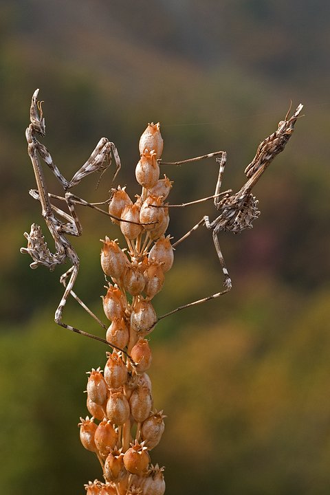 Empusa pennata, Conehead mantis, Mantis palo, Prov. di Piacenza