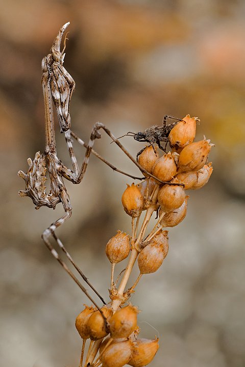 Empusa pennata, Conehead mantis, Mantis palo, Prov. di Piacenza