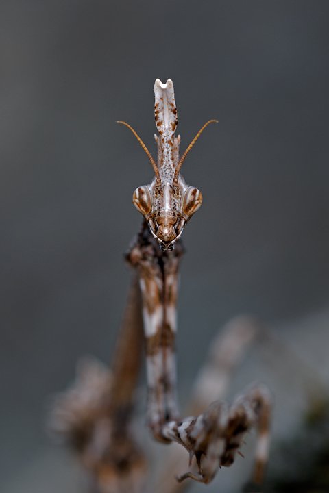 Empusa pennata, Conehead mantis, Mantis palo, Prov. di Piacenza