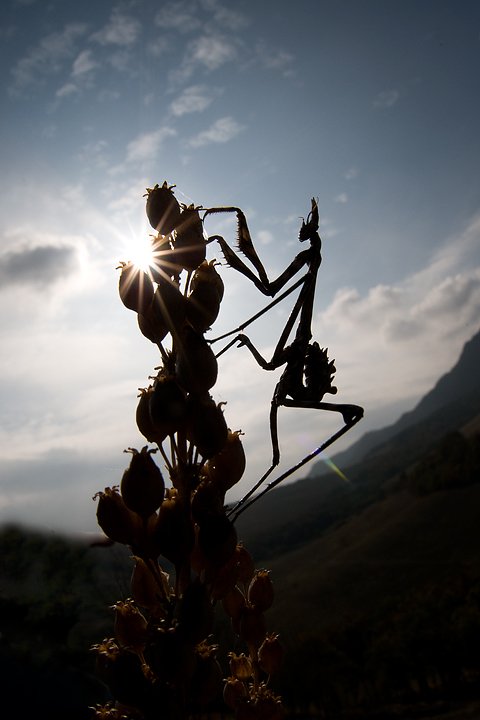 Empusa pennata, Conehead mantis, Mantis palo, Prov. di Piacenza
