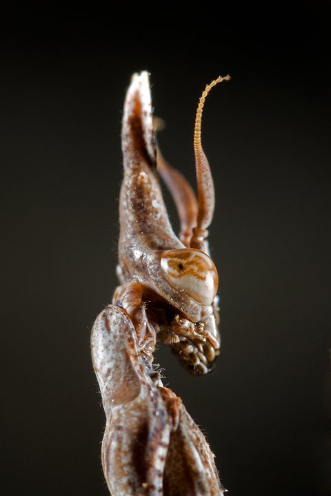 Empusa pennata, Conehead mantis, Mantis palo, Prov. di Piacenza
