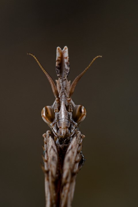 Empusa pennata, Conehead mantis, Mantis palo, Prov. di Piacenza