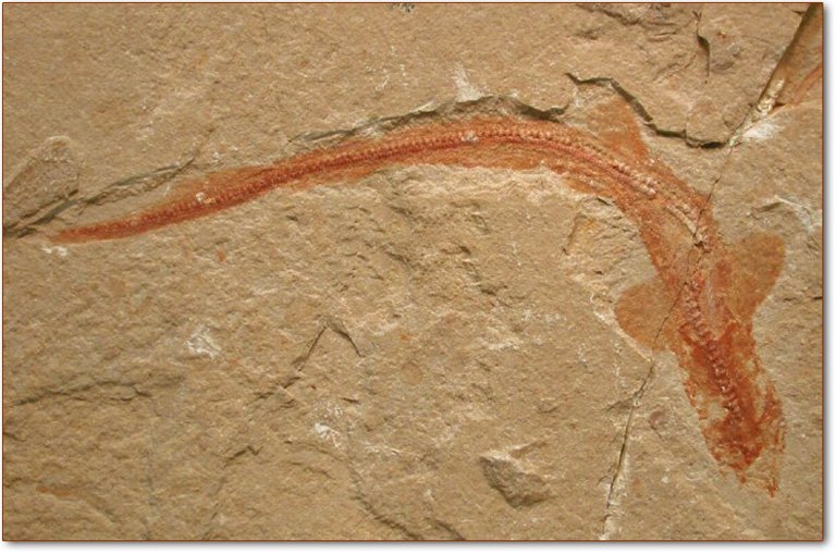 squalo-antenato