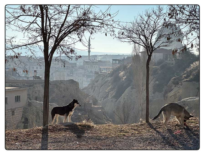 © Vittoria Amati | Cani randagi | Orthaisar, Cappadocia