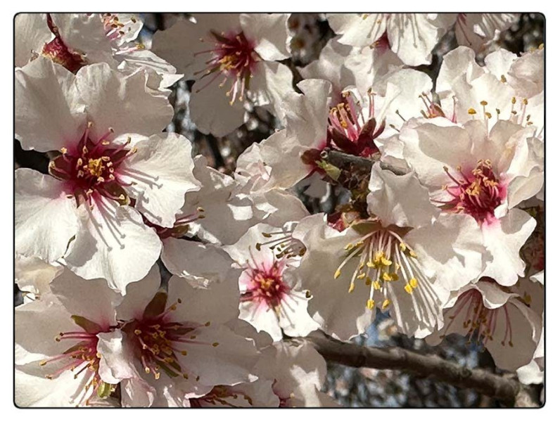 © Vittoria Amati | Fiori di melo