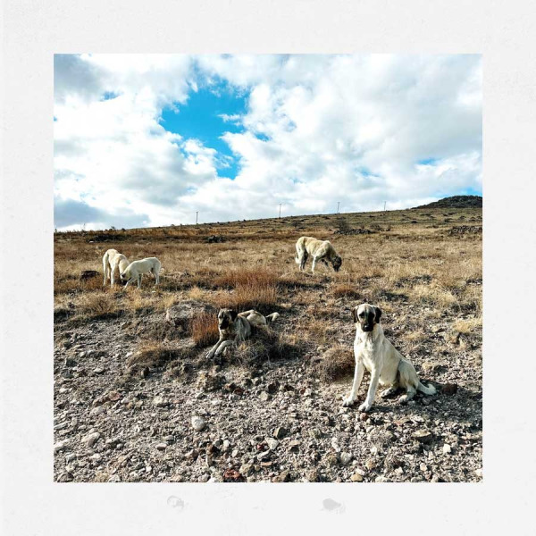 © Vittoria Amati | cani pastori dell'Anatolia abbandonati