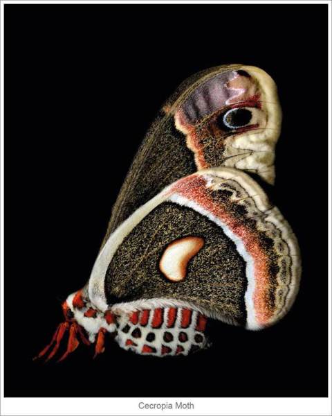 Cecropia-Moth