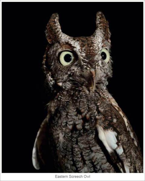 Eastern-Screech-Owl