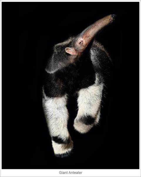 Giant-Anteater
