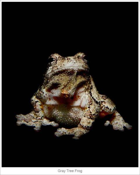 Gray-Tree-Frog