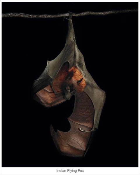 Indian-Flying-Fox