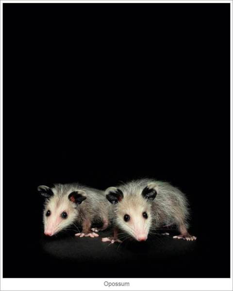 Opossum