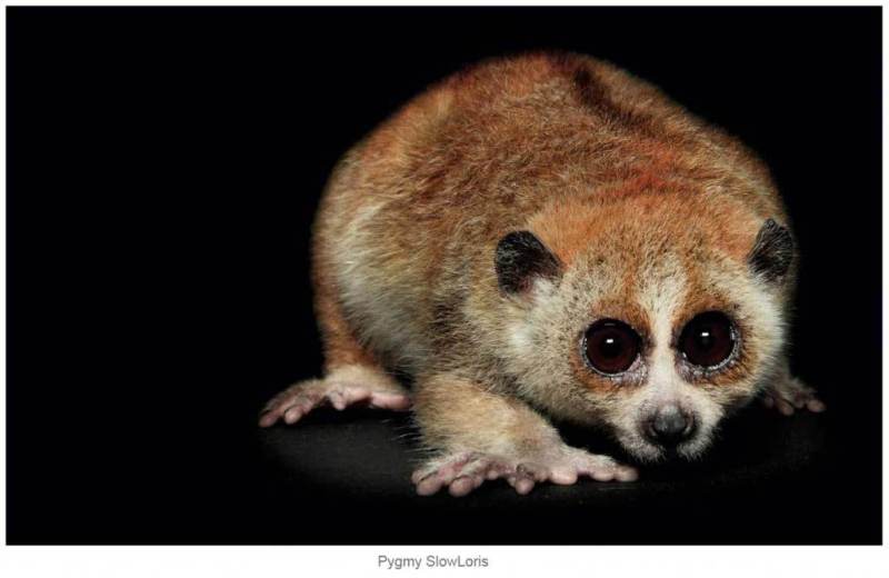 Pygmy-Slow-Loris-1024x666