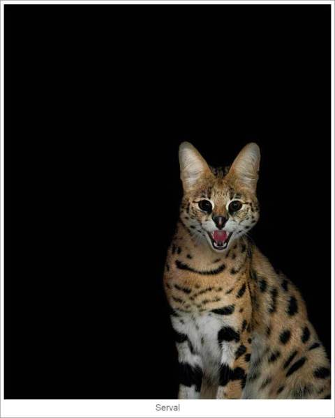 Serval