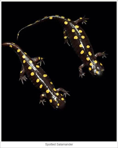 Spotted-Salamander