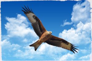 Il NIBBIO è celebrato come il rapace più bello in Inghilterra (RED KITE) . Vive anche in Italia sugli Appennini e sull'Aspromonte