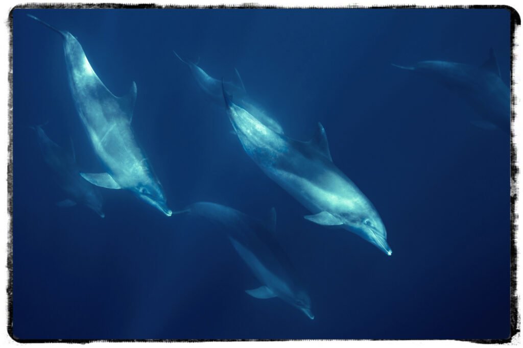 _3S3A5615-DELFINI-pulita__