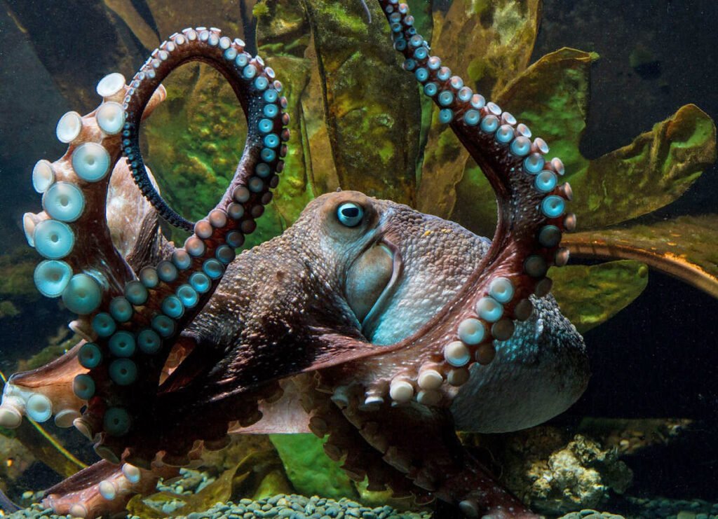Inky, il polpo fuggito dall'Acquario di Napier, in Nuova Zelanda